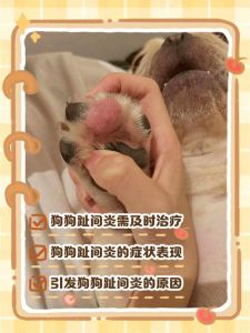 小狗脚部受伤怎么办？（小狗脚割烂了怎么处理）