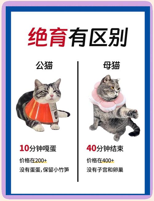 公猫绝育好处多,健康快乐少烦恼(男猫做绝育的好处和坏处) 公猫绝育好处多,健康快乐少烦恼(男猫做绝育的好处和坏处)