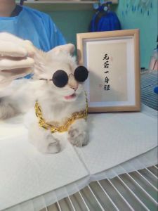 绝育手术止血钳打结技巧（给公猫嘎蛋不打结用止血钳夹住）
