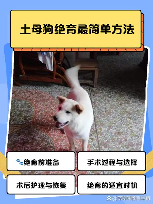 母狗绝育好处多,健康幸福风险低(母狗要不要绝育) 母狗绝育好处多,健康幸福风险低(母狗要不要绝育)