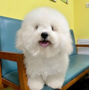 母狗绝育好处多，抗癌延寿行为好！（棉花面纱犬绝育母狗寿命）