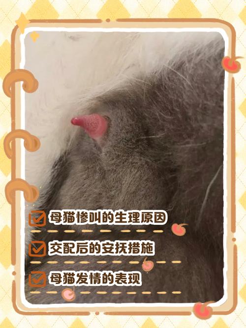 小母猫绝育好处多,健康幸福更长久(给小母猫做绝育到底是爱它还是害它) 小母猫绝育好处多,健康幸福更长久(给小母猫做绝育到底是爱它还是害它)