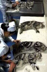 公猫发情易走失，带项圈做绝育保安全（散养公猫发情期离家后一般几天回家）