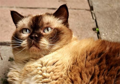 猫咪发情莫强绝育,温柔安抚更贴心(猫发情被主人强制绝育) 猫咪发情莫强绝育,温柔安抚更贴心(猫发情被主人强制绝育)