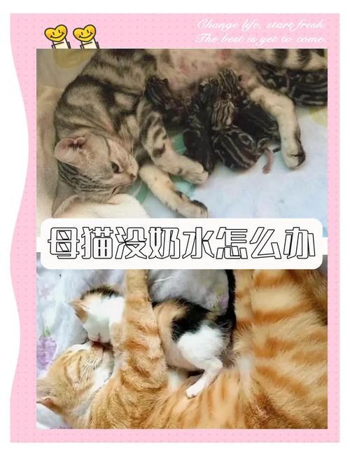 母猫没奶?鲫鱼催乳,羊奶粉喂,热敷促奶(猫咪没奶最快解决办法) 母猫没奶?鲫鱼催乳,羊奶粉喂,热敷促奶(猫咪没奶最快解决办法)