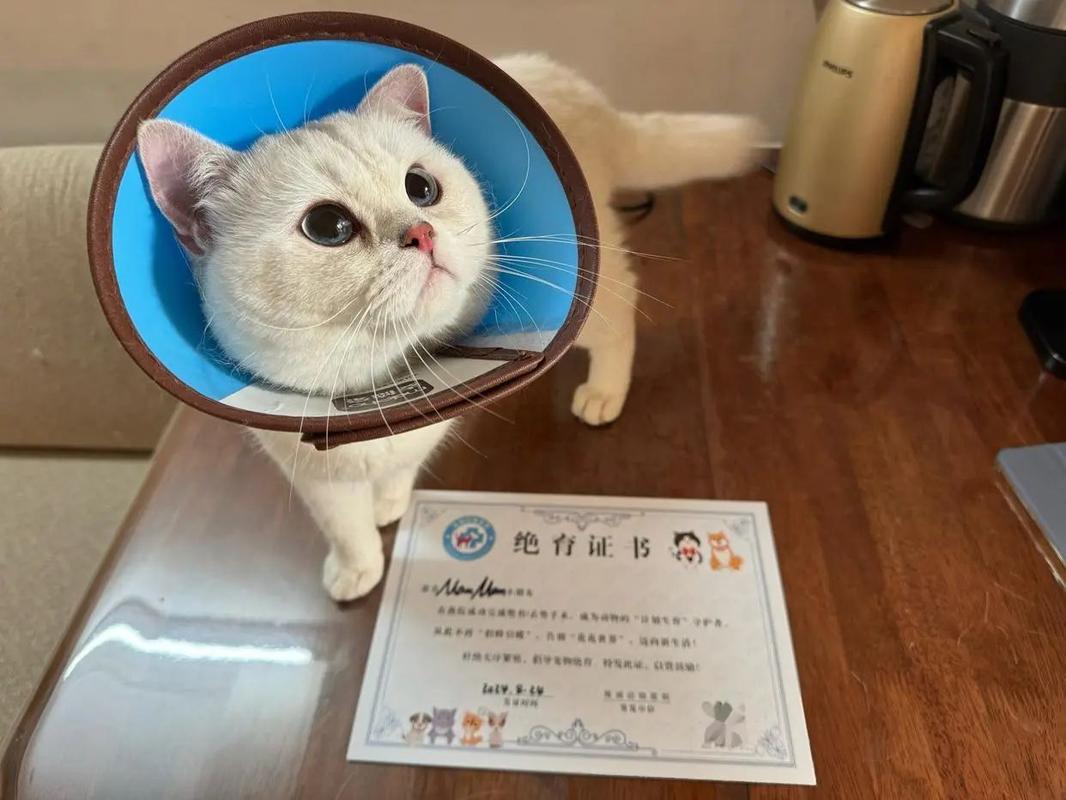 延长寿命还是性格变?(养猫绝育好还是不绝育好) 延长寿命还是性格变?(养猫绝育好还是不绝育好)
