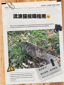 喂流浪猫需谨慎，科学喂养避麻烦（喂流浪猫是好处还是坏处）