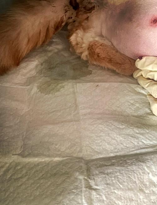 母猫产后性格变?营养环境是关键(母猫生产完会变性格吗) 母猫产后性格变?营养环境是关键(母猫生产完会变性格吗)