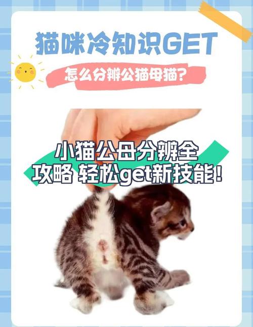 绝育猫还嚎叫?激素习惯或环境影响(嘎蛋后的公猫还是会嚎叫但是不骑母猫) 绝育猫还嚎叫?激素习惯或环境影响(嘎蛋后的公猫还是会嚎叫但是不骑母猫)