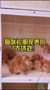 笼养猫易胖又焦虑，散养加丰容才舒坦！（笼养猫咪的好处坏处）