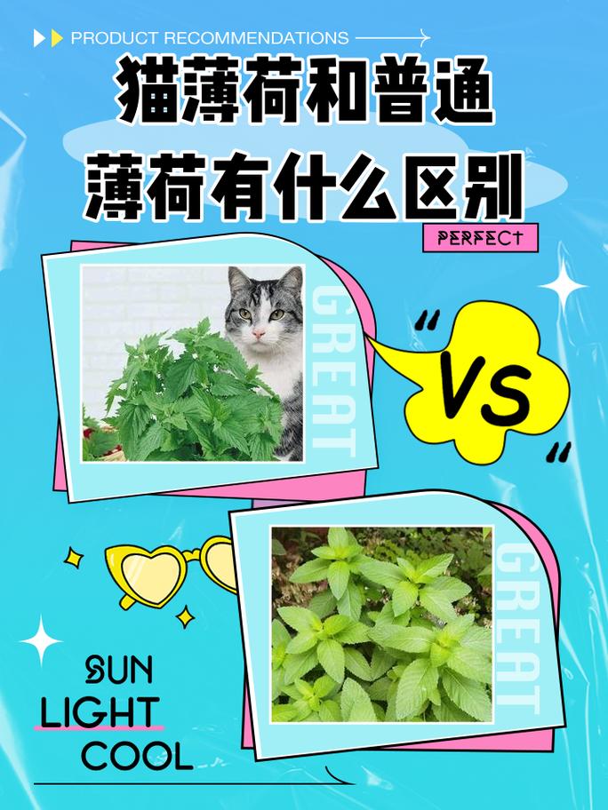 猫薄荷好玩但小心,不是所有猫都行!(猫薄荷对猫咪的好处与坏处) 猫薄荷好玩但小心,不是所有猫都行!(猫薄荷对猫咪的好处与坏处)