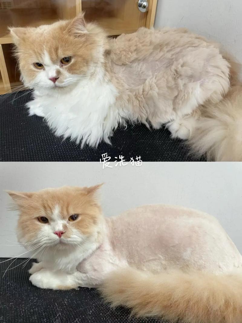剃毛有风险,猫咪别剃毛(猫剃毛的好处和坏处) 剃毛有风险,猫咪别剃毛(猫剃毛的好处和坏处)