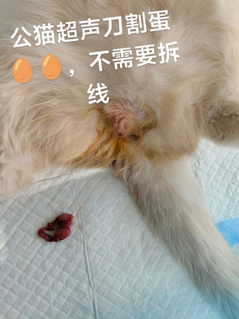 健康省心寿命长(公猫做绝育的好处有哪些) 健康省心寿命长(公猫做绝育的好处有哪些)
