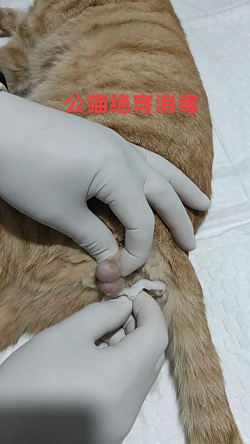 公猫乱尿?绝育好还是不好?(公猫没绝育乱尿了现在能绝育吗) 公猫乱尿?绝育好还是不好?(公猫没绝育乱尿了现在能绝育吗)