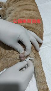 公猫乱尿？绝育好还是不好？（公猫没绝育乱尿了现在能绝育吗）