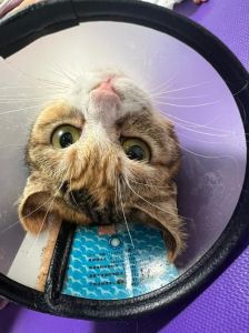 绝育母猫脾气变好吗？性格更温和亲人（流浪猫母猫绝育脾气会变差吗）