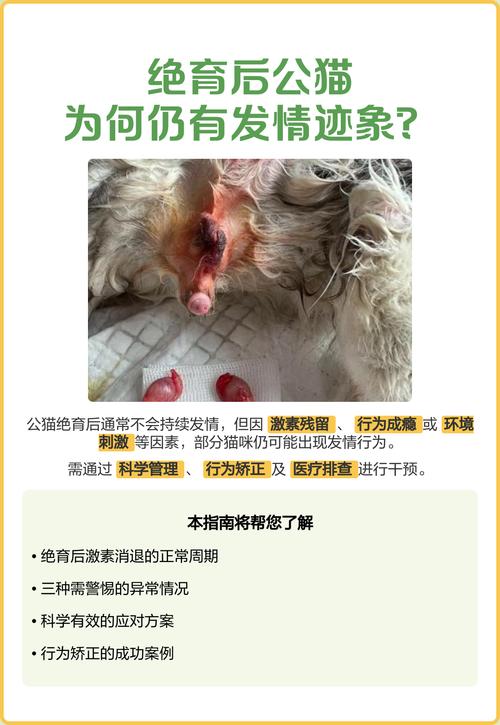 公猫绝育好,健康少烦恼(公猫不绝育的好处和坏处) 公猫绝育好,健康少烦恼(公猫不绝育的好处和坏处)