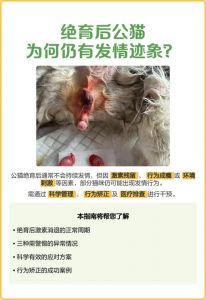 公猫绝育好，健康少烦恼（公猫不绝育的好处和坏处）