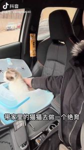 给猫咪做绝育好处多，健康和谐少烦恼！（猫割蛋蛋有什么好处）