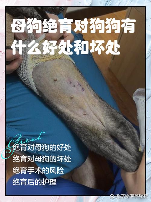 母狗绝育术后护理全攻略(母狗做完绝育手术可以走一走吗) 母狗绝育术后护理全攻略(母狗做完绝育手术可以走一走吗)