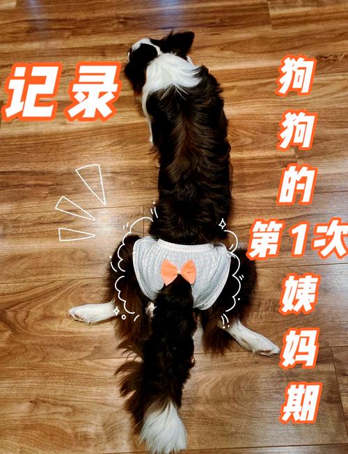 狗狗闻到主人心经的变化会怎样?(狗狗闻到主人来月经会有什么反应) 狗狗闻到主人心经的变化会怎样?(狗狗闻到主人来月经会有什么反应)