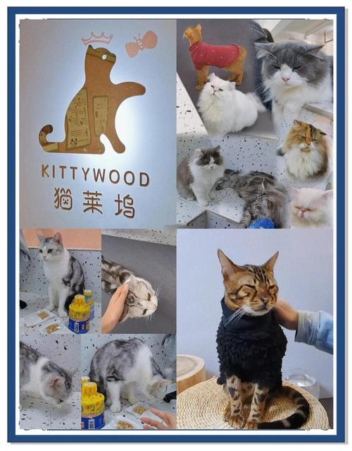 绝育减少流浪猫,万千宠爱专业服务(茂名猫绝育去哪好) 绝育减少流浪猫,万千宠爱专业服务(茂名猫绝育去哪好)