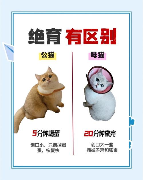 猫咪绝育好处多,健康亲人风险小!(猫猫绝育的好处和坏处) 猫咪绝育好处多,健康亲人风险小!(猫猫绝育的好处和坏处)