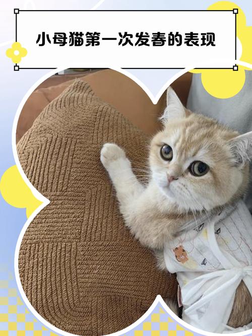 猫咪发情焦躁乱尿?绝育是王道!(猫咪一直发春怎么办) 猫咪发情焦躁乱尿?绝育是王道!(猫咪一直发春怎么办)