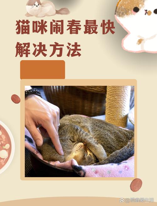 公猫烦躁?别急,安静玩耍绝育是好帮手!(公猫闹春最快的解决方法) 公猫烦躁?别急,安静玩耍绝育是好帮手!(公猫闹春最快的解决方法)
