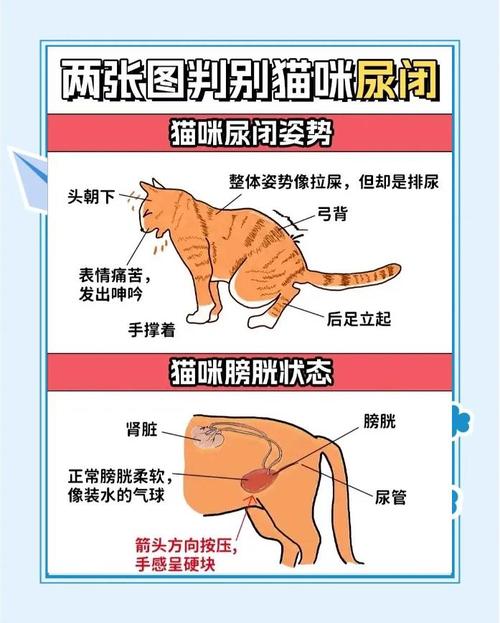 猫咪尿不出?快查水食和看医生!(猫咪利尿最快的方法) 猫咪尿不出?快查水食和看医生!(猫咪利尿最快的方法)
