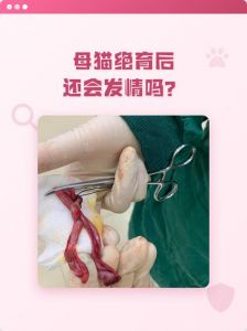 母猫发情烦恼？绝育手术与非手术方法利弊权衡（母猫除了绝育没别的方法吗）