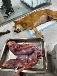 东莞母狗绝育，选对诊所比价格更重要！（东莞母狗绝育那家最便宜）