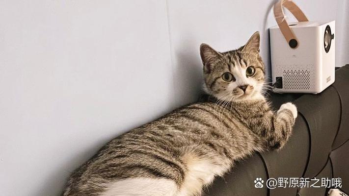 5种猫咪的性格与毛发(哪种猫的毛最好摸) 5种猫咪的性格与毛发(哪种猫的毛最好摸)
