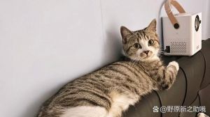 5种猫咪的性格与毛发（哪种猫的毛最好摸）
