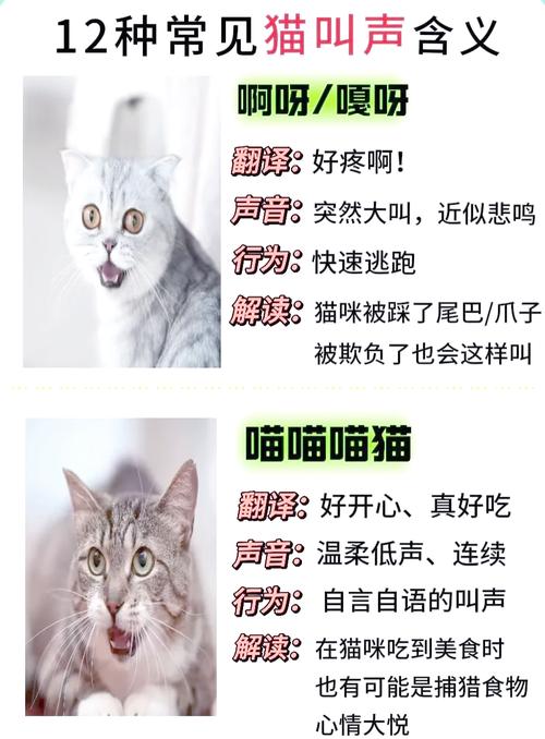 绝育猫半夜叫咋办?(绝育的公猫晚上叫的原因) 绝育猫半夜叫咋办?(绝育的公猫晚上叫的原因)