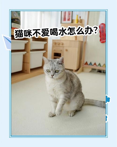 猫咪饮水健康,绝育有风险,共眠看情况(猫猫爱喝水的好处跟坏处) 猫咪饮水健康,绝育有风险,共眠看情况(猫猫爱喝水的好处跟坏处)