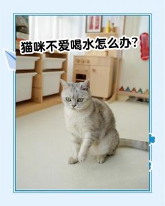 猫咪饮水健康，绝育有风险，共眠看情况（猫猫爱喝水的好处跟坏处）