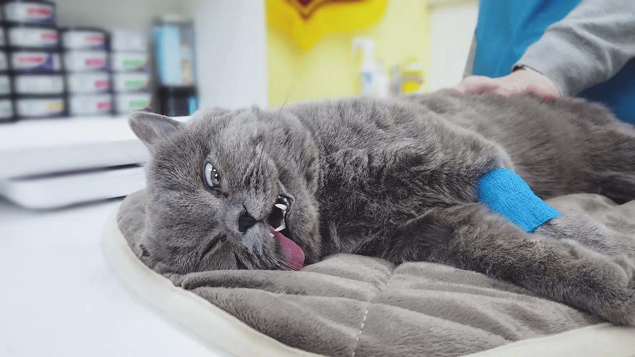 绝育猫对着腿发情属正常,耐心引导勿粗暴(绝育公猫对着主人腿发情怎么办) 绝育猫对着腿发情属正常,耐心引导勿粗暴(绝育公猫对着主人腿发情怎么办)