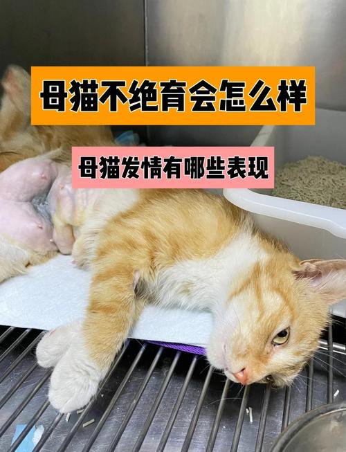 母猫不绝育危害多,健康烦恼一大堆!(母猫不绝育有什么坏处) 母猫不绝育危害多,健康烦恼一大堆!(母猫不绝育有什么坏处)