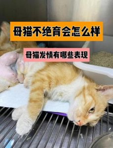 母猫不绝育危害多，健康烦恼一大堆！（母猫不绝育有什么坏处）