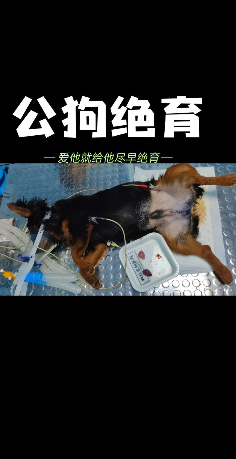 绝育公狗利弊权衡,何时做最合适?(公狗做绝育的好处和坏处) 绝育公狗利弊权衡,何时做最合适?(公狗做绝育的好处和坏处)