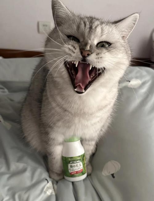 猫咪化毛球,卫仕片,梳毛饮食管(猫吃什么化毛效果好) 猫咪化毛球,卫仕片,梳毛饮食管(猫吃什么化毛效果好)