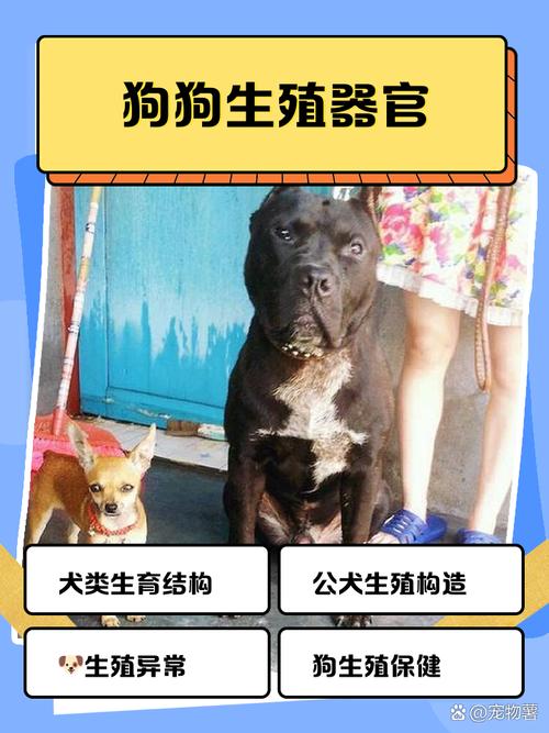 给狗狗做绝育好处多,健康快乐少烦恼!(公狗结扎母狗是什么) 给狗狗做绝育好处多,健康快乐少烦恼!(公狗结扎母狗是什么)