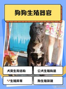 给狗狗做绝育好处多，健康快乐少烦恼！（公狗结扎母狗是什么）