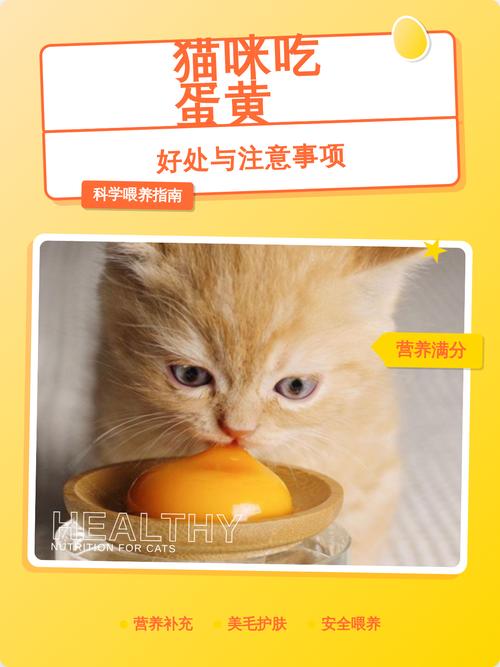 蛋黄营养好,喂猫需适量(猫咪吃蛋黄有什么好处和坏处) 蛋黄营养好,喂猫需适量(猫咪吃蛋黄有什么好处和坏处)