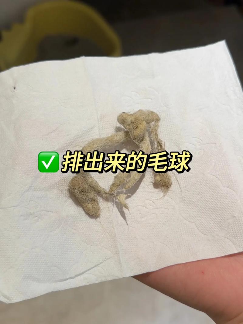 湿手梳猫毛,掉毛少还亲昵(猫排毛最好的方法) 湿手梳猫毛,掉毛少还亲昵(猫排毛最好的方法)