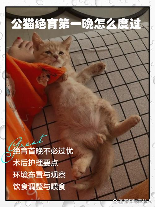 健康寿命两无忧(犬猫绝育后的好处) 健康寿命两无忧(犬猫绝育后的好处)