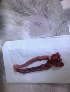 猫咪绝育好处多，健康长寿行为好（猫绝育的好处）