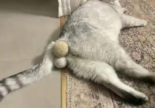 公猫蛋蛋位置及绝育后注意事项(公猫没蛋蛋会自卑吗) 公猫蛋蛋位置及绝育后注意事项(公猫没蛋蛋会自卑吗)