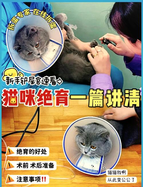 绝育猫好处多,但也需权衡利弊(给母猫做绝育好处跟坏处) 绝育猫好处多,但也需权衡利弊(给母猫做绝育好处跟坏处)